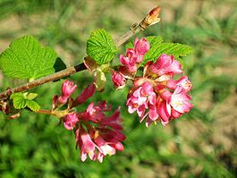 Цветки Ribes sanguineum