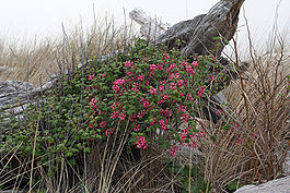 Ribes sanguineum