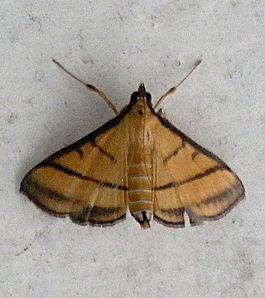 Rice Leaf Roller.JPG