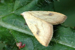 Rivula.sericealis.jpg