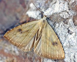 Rivula sericealis01.jpg