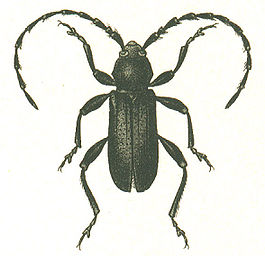 Ropalopus clavipes.jpg