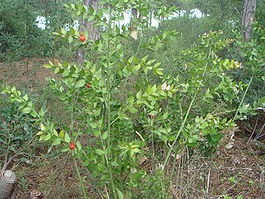 Ruscus aculeatus c.JPG