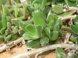 Senecio implexus.jpg