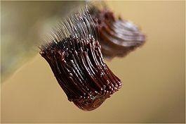 Stemonitis axifera
