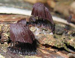 Stemonitis fusca.jpg