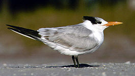 Sterna maximaPCSL14410B.jpg