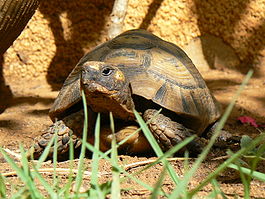 Testudo graeca11.JPG