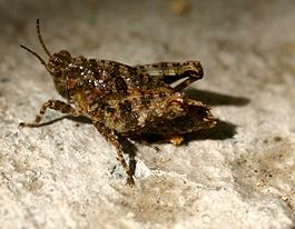 Tetrix bipunctata01.jpg