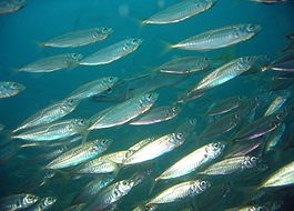 Trachurus declivis