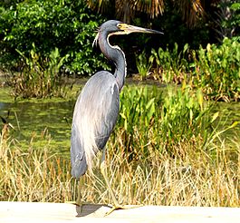 Tri-colored Heron.JPG