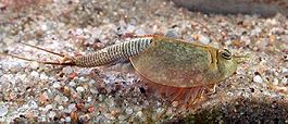 Triops longicaudatus.jpg