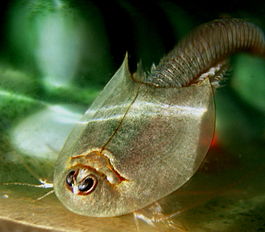 Triops longicaudatus2.jpg