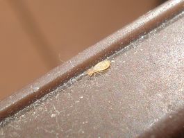 Trogium pulsatorium 01.JPG