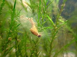 Water mold.JPG
