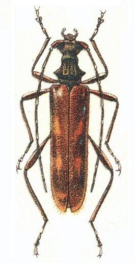 Xylosteus.JPG