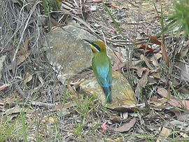 Rainbow bee-eater.jpg