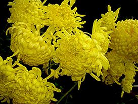Chrysanthemum.JPG