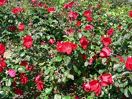 Rosa Robusta 3.jpg