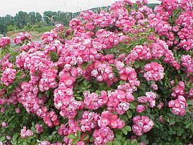 Rosa sp.34.jpg