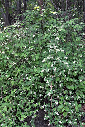 Stephanandra incisa 6.JPG