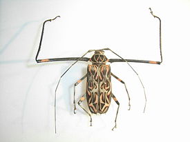 самец Acrocinus longimanus