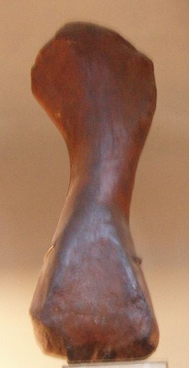 Aepisaurus