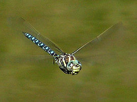 Aeshna juncea hovering.jpg