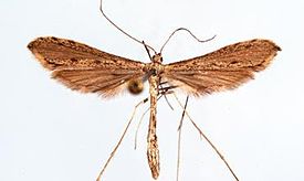 Agdistis linnaei.JPG