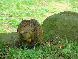 Agouti Azarae.JPG