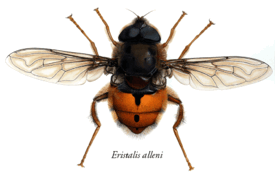Муха Аллена Eristalis alleni