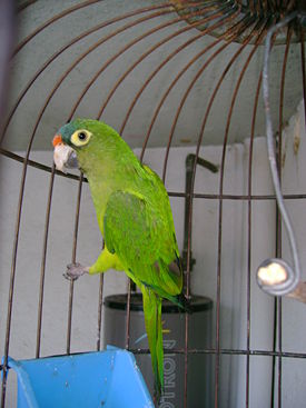 Aratinga canicularis.JPG