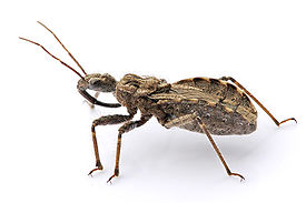 Assassin bug aug08 02.jpg