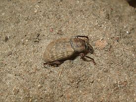 Barynotus obscurus 01.JPG