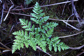 Botrychium multifidum2.jpg