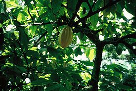 Cacao.jpeg