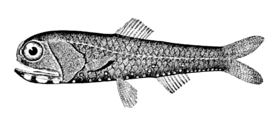 Diaphus theta
