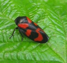 Cercopoidea