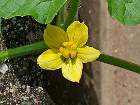 Citrullus colocynthis 002.JPG