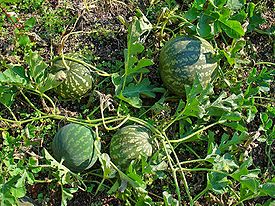 Citrullus colocynthis 004.JPG