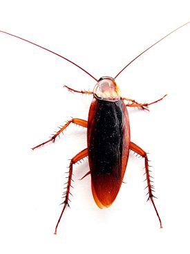 Cockroach closeup.jpg