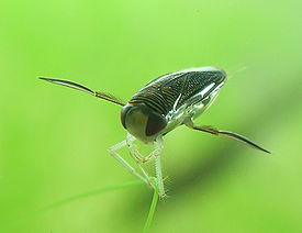 CorixaPunctata.JPG