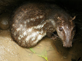 Пака