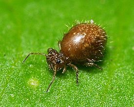 Sminthuridae