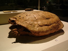 Dermatemydidae fossil.JPG