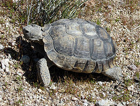 DesertTortoise.JPG