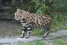 Черноногая кошка