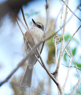 Deltarhynchus