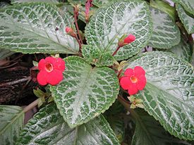 Flores 1.jpg