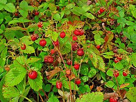 Fragaria vesca 003.JPG